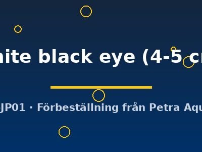 white black eye (4-5 cm)