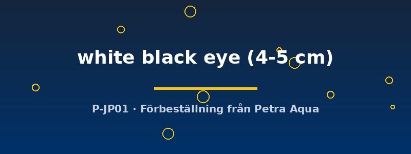 petra-ph2-175552 Cyrtocara Moorii white black eye 4–5 cm