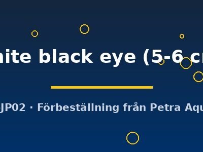 white black eye (5-6 cm)