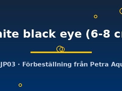 white black eye (6-8 cm)