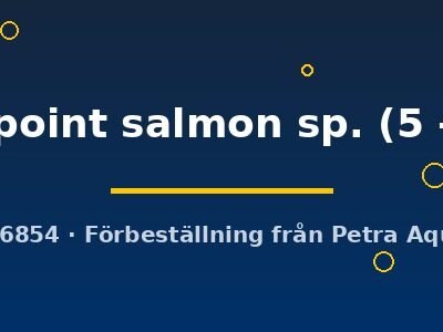 hippo point salmon sp. (5 - 6 cm)