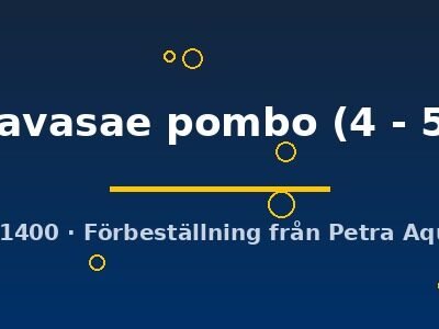 trewavasae pombo (4 - 5 cm)