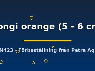 hongi orange (5 - 6 cm)