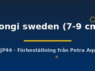 hongi sweden (7-9 cm)