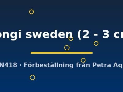 hongi sweden (2 - 3 cm)