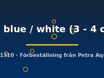 sp. blue / white (3 - 4 cm)