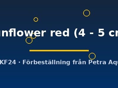sunflower red (4 - 5 cm)