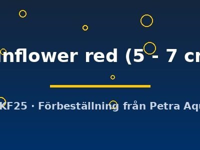 sunflower red (5 - 7 cm)