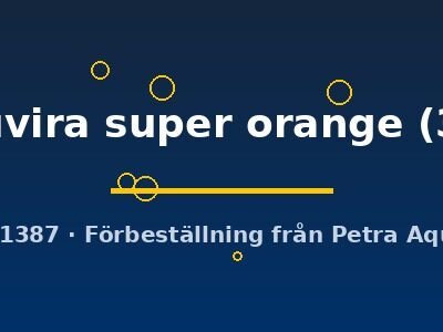 leleupi uvira super orange (3 - 4 cm)