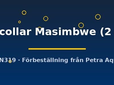 Yellow collar Masimbwe (2 - 3 cm)
