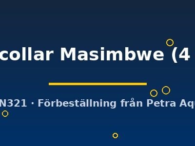 Yellow collar Masimbwe (4 - 5 cm)