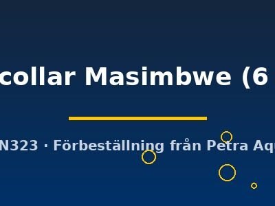Yellow collar Masimbwe (6 - 7 cm)