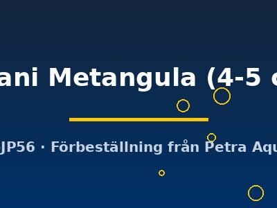 johani Metangula (4-5 cm)