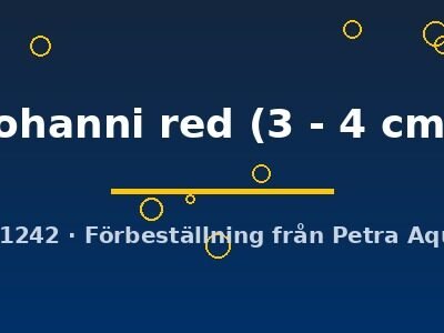 johanni red (3 - 4 cm)