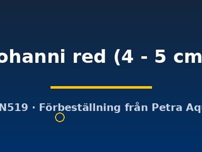 johanni red (4 - 5 cm)