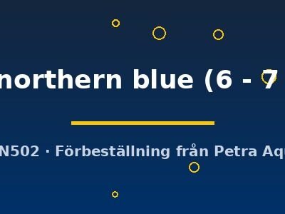 sp. northern blue (6 - 7 cm)