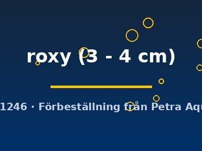 roxy (3 - 4 cm)