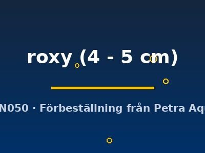 roxy (4 - 5 cm)
