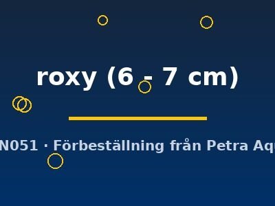 roxy (6 - 7 cm)