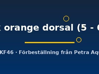 Otopharynx black orange dorsal 5–6 cm