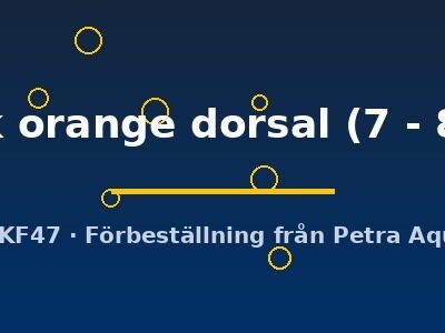 Otopharynx black orange dorsal 7–8 cm