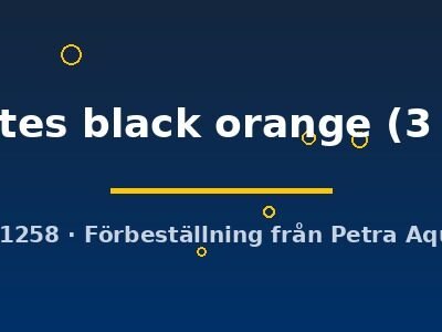 lithobates black orange (3 - 4 cm)