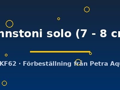 johnstoni solo (7 - 8 cm)