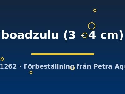 Protomelas boadzulu 3–4 cm