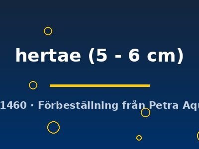 hertae (5 - 6 cm)