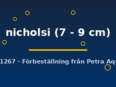 nicholsi (7 - 9 cm)