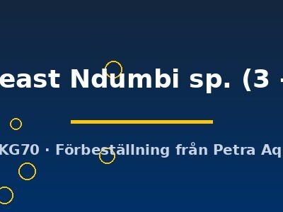 goldbreast Ndumbi sp. (3 - 4 cm)