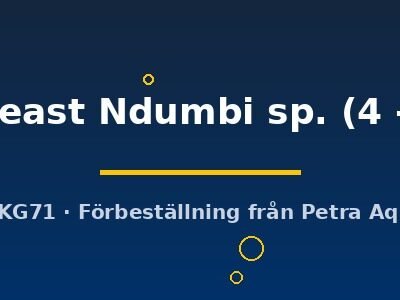 goldbreast Ndumbi sp. (4 - 5 cm)