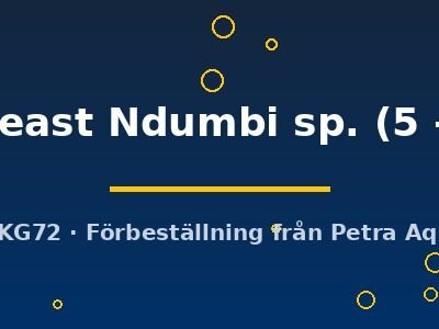 goldbreast Ndumbi sp. (5 - 6 cm)