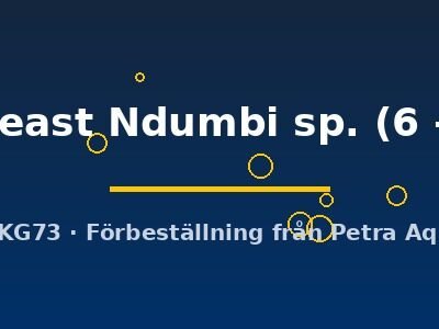 goldbreast Ndumbi sp. (6 - 7 cm)
