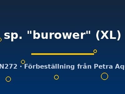 Burower (Pseudotropheus sp. \"burower\") XL