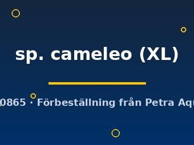 sp. cameleo (XL)