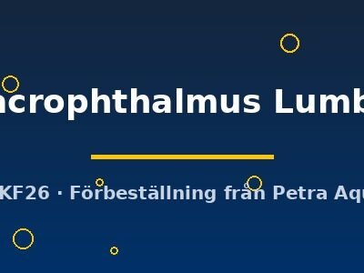 tropheops macrophthalmus Lumbira (4 - 5 cm)