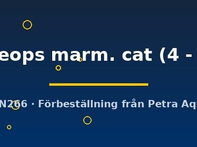 tropheops marm. cat (4 - 5 cm)