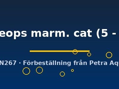 tropheops marm. cat (5 - 6 cm)