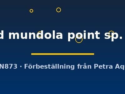 zebra gold mundola point sp. (7 - 9 cm)