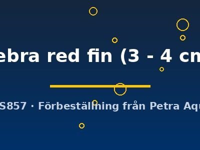 zebra red fin (3 - 4 cm)