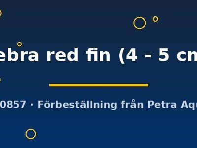 zebra red fin (4 - 5 cm)