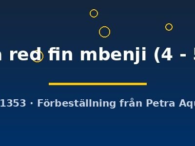 zebra red fin mbenji (4 - 5 cm)