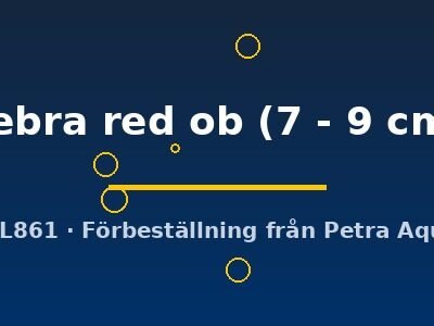 zebra red ob (7 - 9 cm)