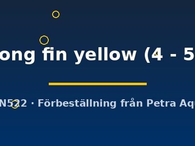sp. long fin yellow (4 - 5 cm)