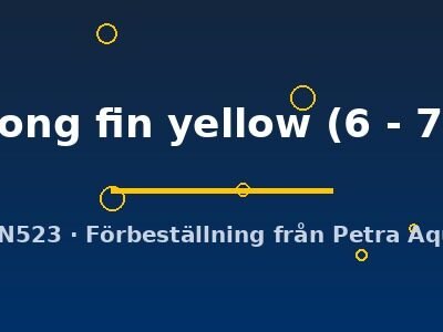 sp. long fin yellow (6 - 7 cm)