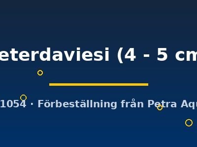 peterdaviesi (4 - 5 cm)