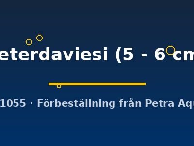 peterdaviesi (5 - 6 cm)