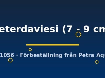peterdaviesi (7 - 9 cm)