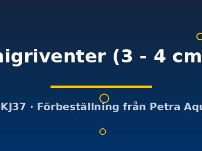 nigriventer (3 - 4 cm)
